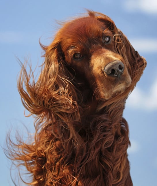 101783-irish-setter-tilted-head.jpg 101783-irish-setter-tilted-head.jpg