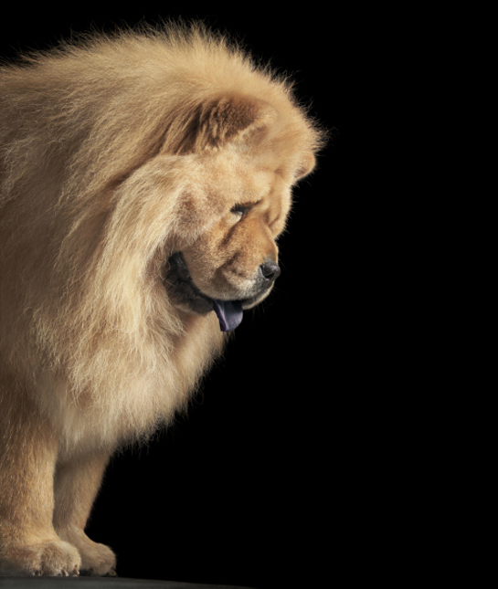 102243-chow-chow-black-background.jpg