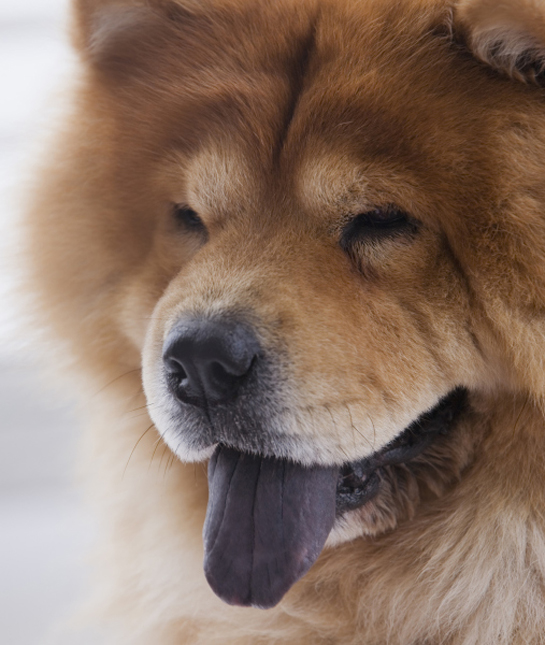 102244-chow-chow-black-tongue.jpg