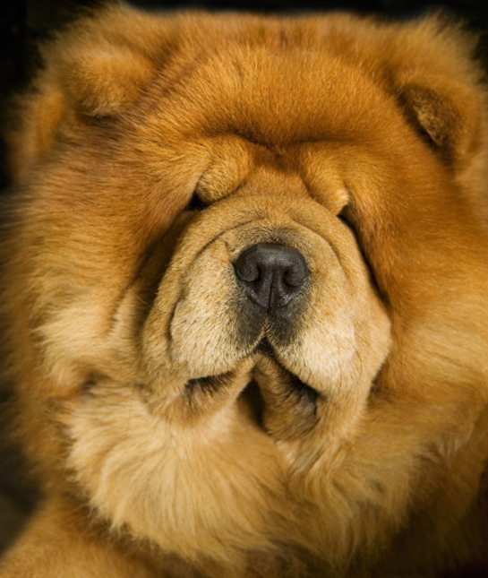 102245-chow-chow-close-up.jpg