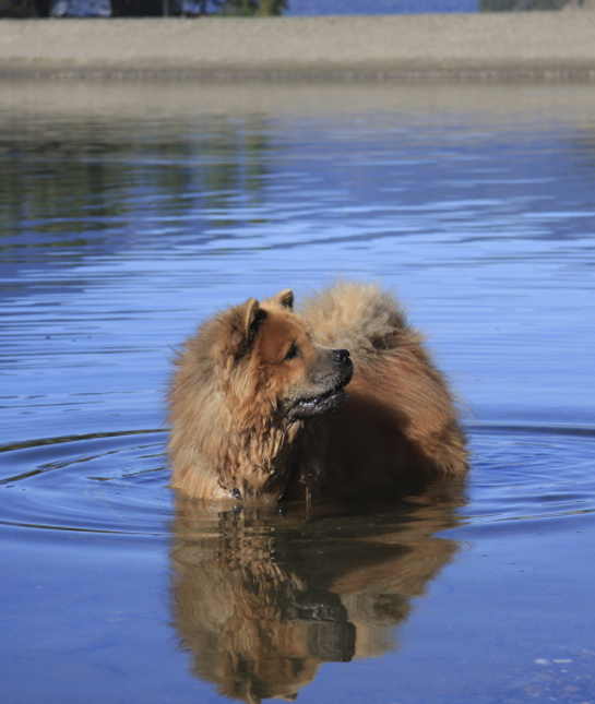 102246-chow-chow-in-water.jpg
