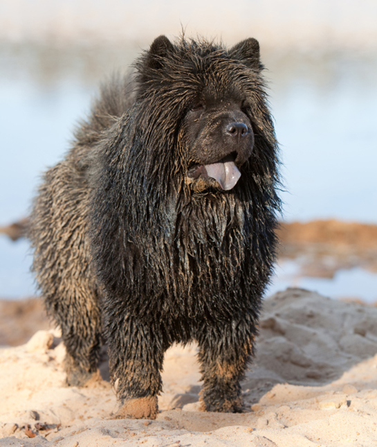 102247-chow-chow-in-sand.jpg
