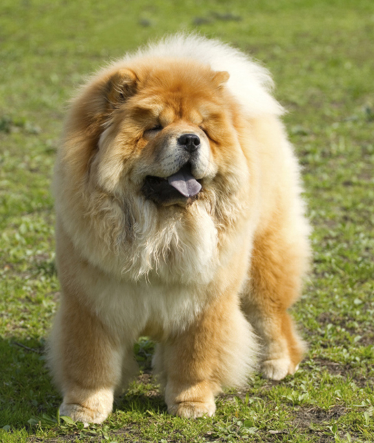 102251-chow-chow-tongue-out.jpg 102251-chow-chow-tongue-out.jpg
