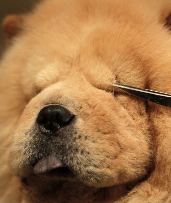 102252-chow-chow-grooming.jpg
