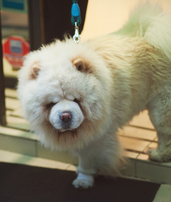 102253-white-chow-chow.jpg