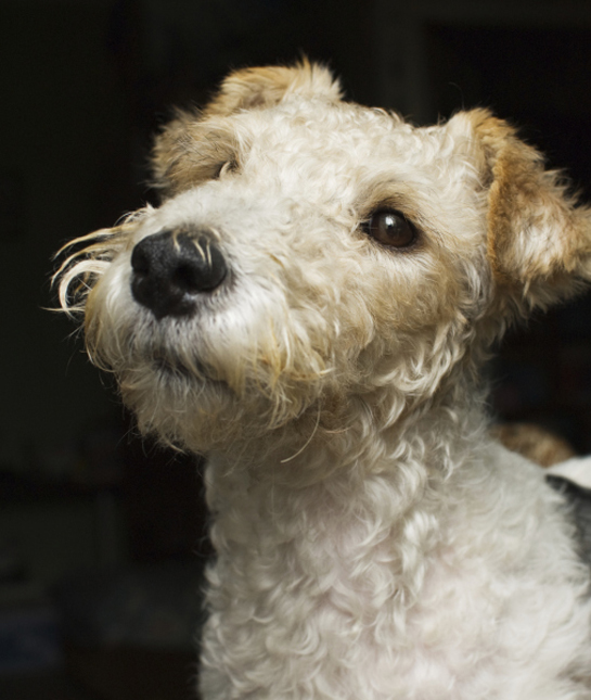 102256-fox-terrier-black-background.jpg 102256-fox-terrier-black-background.jpg