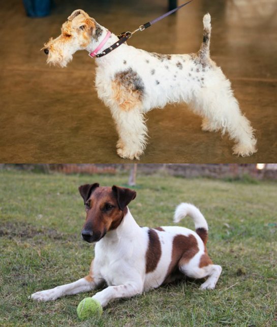 102258-fox-terrier-breeds.jpg