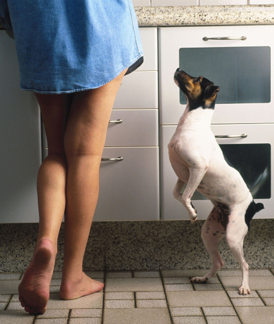 102259-fox-terrier-on-hind-legs.jpg