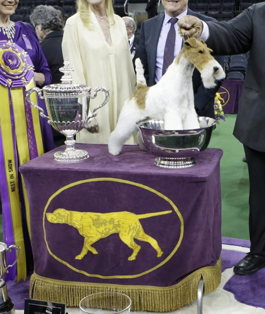 102260-fox-terrier-westminster-dog-show.jpg