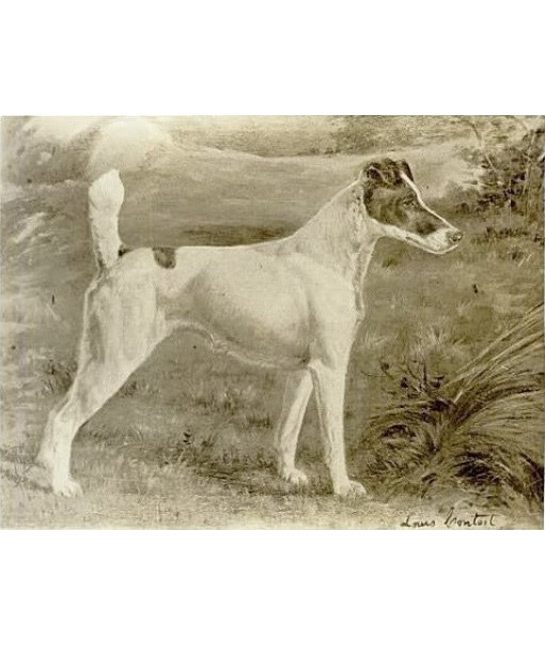 102262-warren-remedy-fox-terrier.jpg