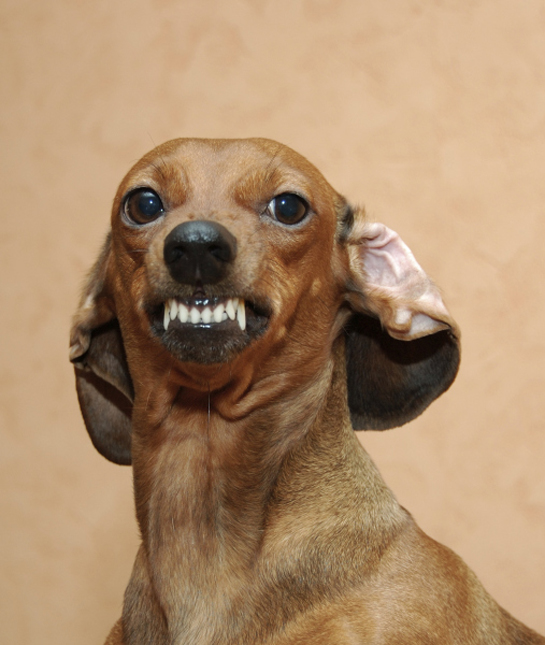 102274-dachshund-snarling.jpg
