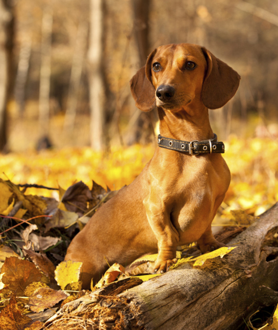 102276-dachshund-in-autumn.jpg