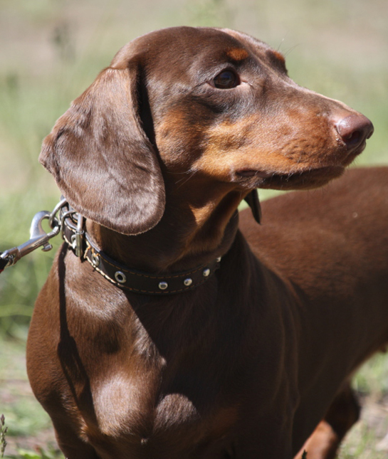 102277-dachshund-looking-left.jpg