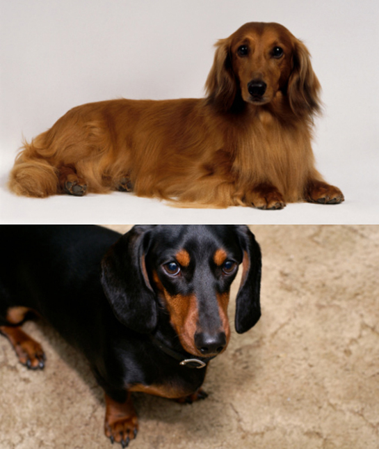 102278-dachshunds.jpg