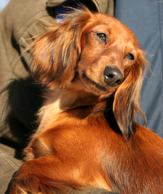 102283-red-dachshund.jpg