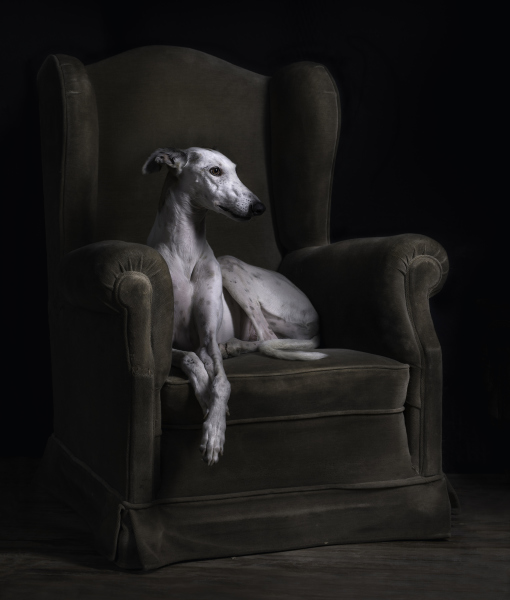 102298-greyhound-dog.jpg