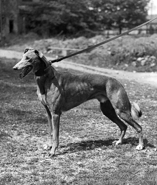 102299-dog-racing-london-england-greyhound-dog.jpg