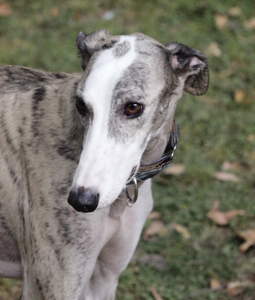 102301-greyhound-in-a-park.jpg