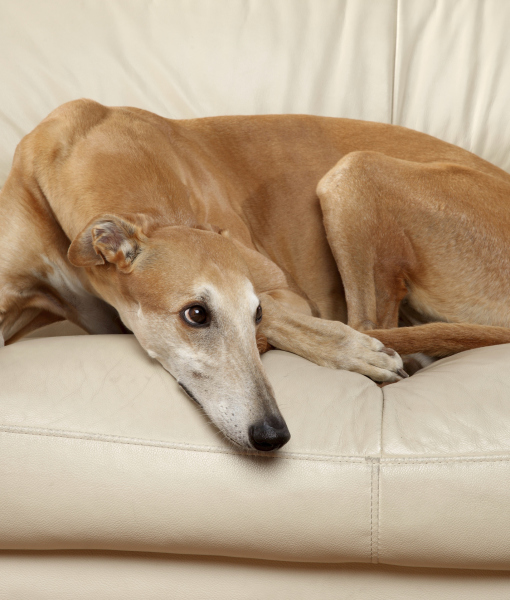102303-sad-greyhound-dog.jpg