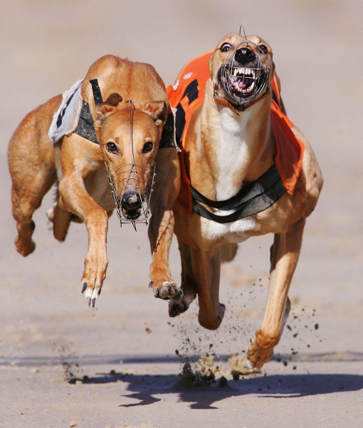 102304-greyhound-racing.jpg