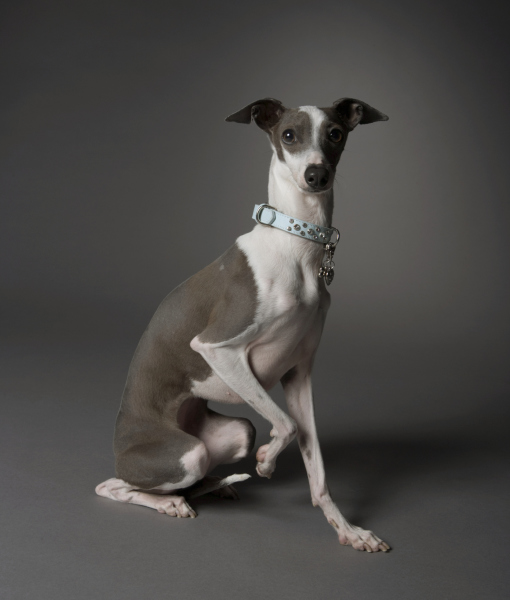 102305-greyhound-sitting-with-one-leg-up.jpg