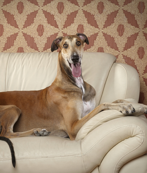 102307-happy-greyhound-dog.jpg