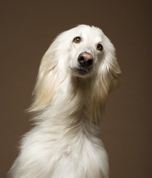 102397-afghan-hound-2-1.jpg