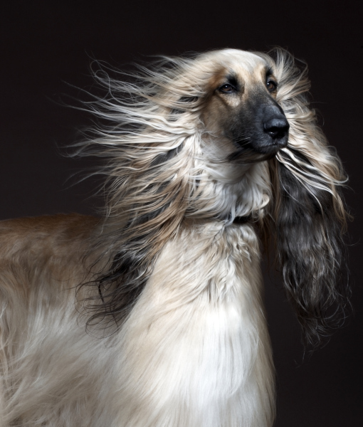 102398-afgan-hound-with-hair-blowing-studio-shot-2.jpg