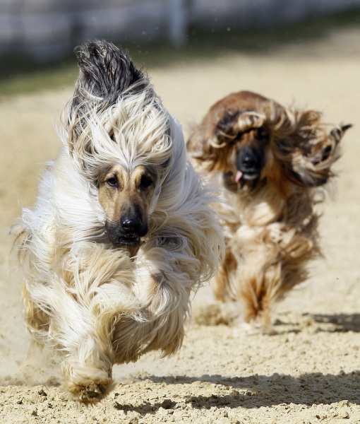 102400-britain-afghan-hound-racing-2.jpg