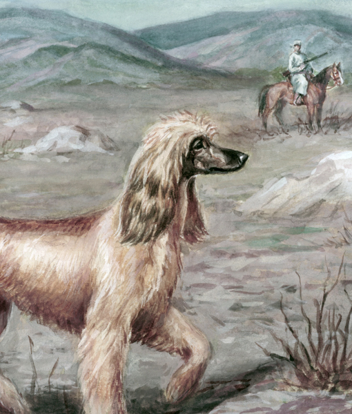 102401-an-afghan-hound-pauses-during-a-gazelle-hunt-2.jpg