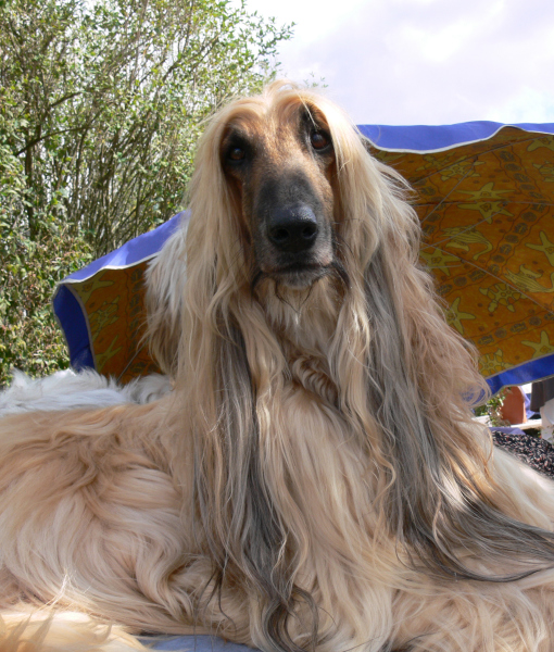 102402-afghan-hound-2.jpg