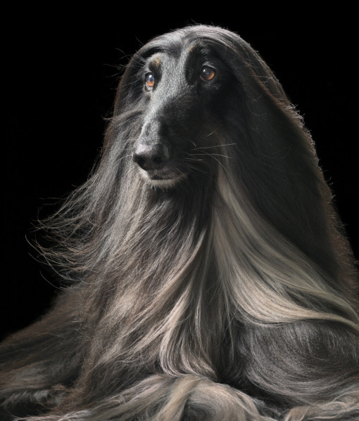 102404-dogs-gods-2.jpg