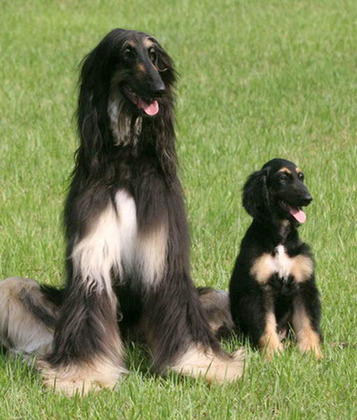 102405-scientists-announce-worlds-first-cloned-dog-2.jpg