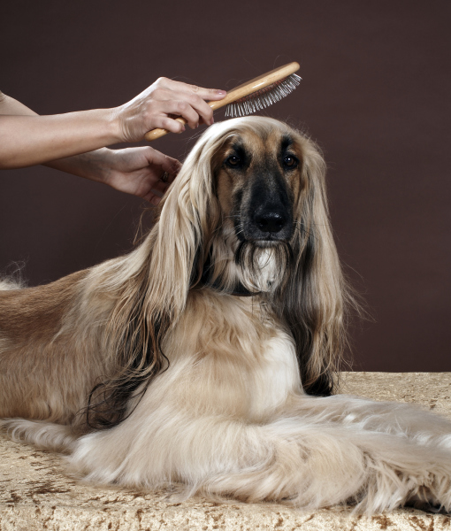 102406-person-brushing-afgan-hounds-hair-in-studio-view-of-dog-3.jpg