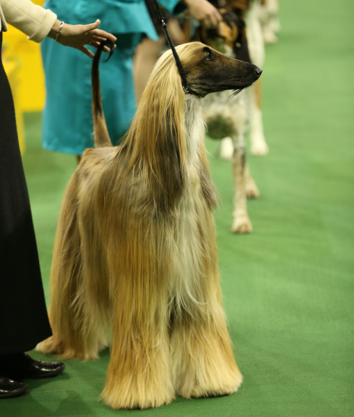 102407-the-westminster-kennel-club-dog-show-2014-2.jpg