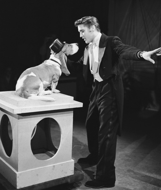 102415-elvis-presley-basset-hound.jpg