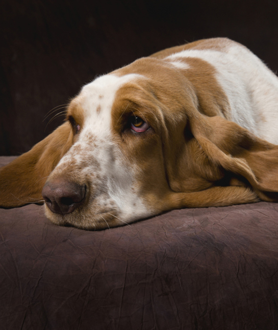 102416-basset-hound-brown-backdrop.jpg