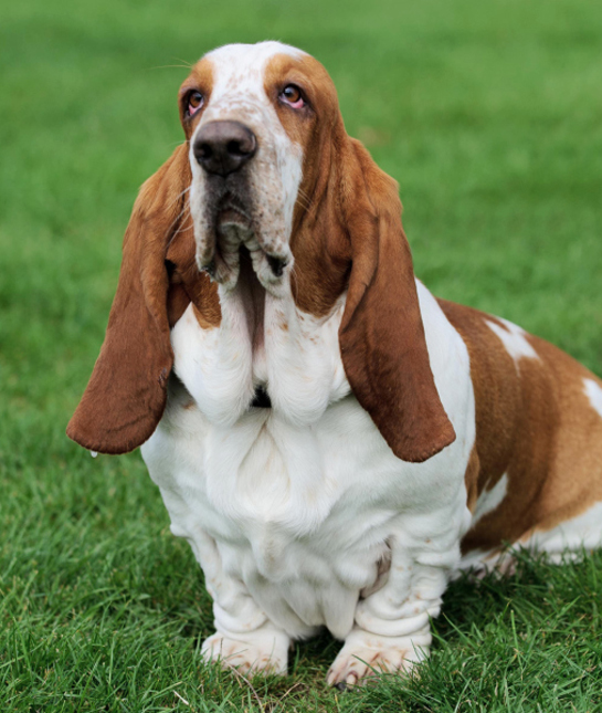 102417-basset-hound-dog-on-grass.jpg 102417-basset-hound-dog-on-grass.jpg