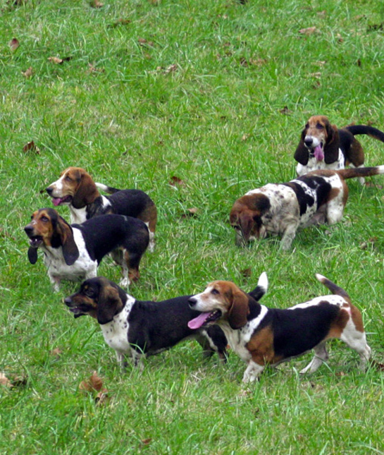 102419-basset-hounds.jpg