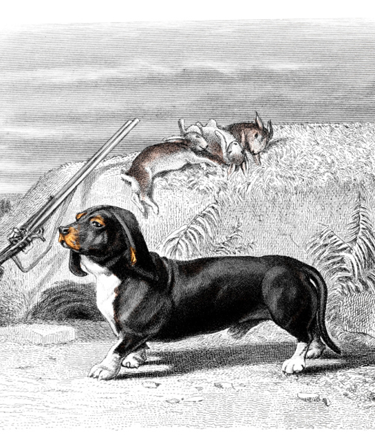 102421-engraving-of-a-basset-hound.jpg