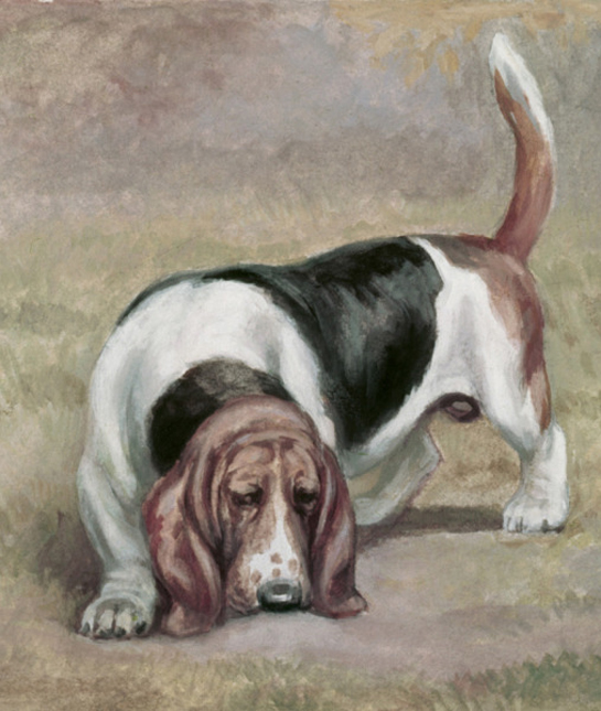 102423-sniffing-basset-hound.jpg