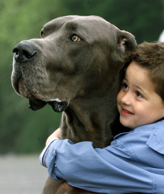 102447-boy-hugging-great-dane.jpg