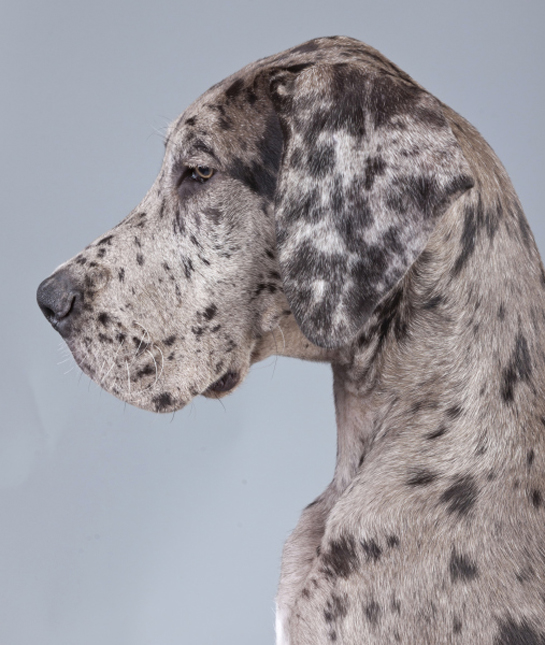 102448-gray-great-dane.jpg