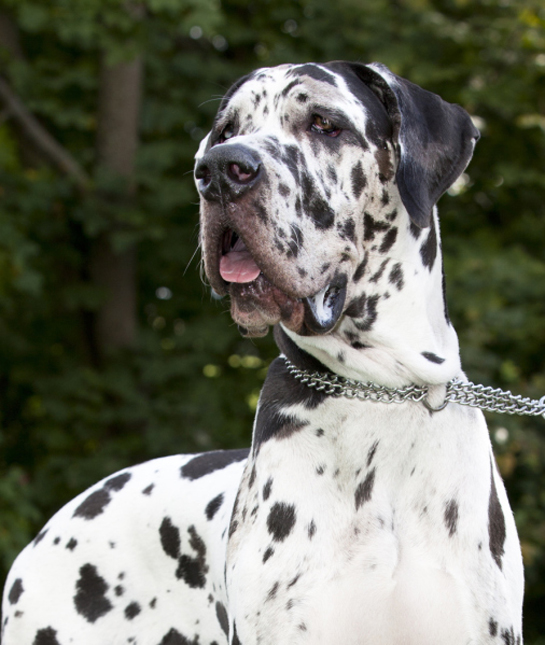 102450-great-dane-black-and-white.jpg 102450-great-dane-black-and-white.jpg