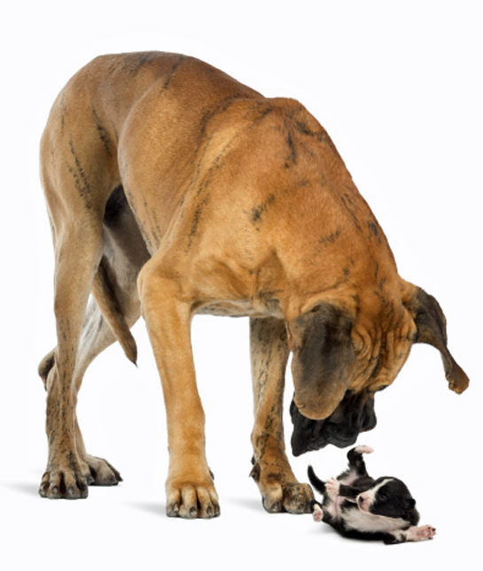 102451-great-dane-and-puppy.jpg