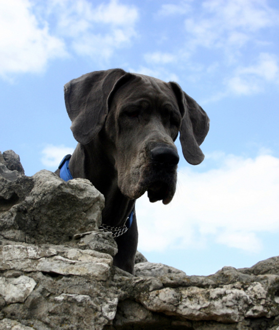 102453-great-dane-rock-wall.jpg