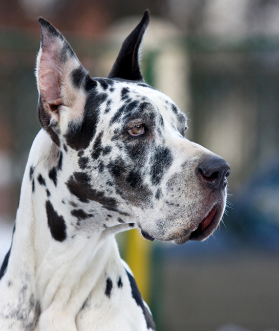 102454-spotted-great-dane.jpg