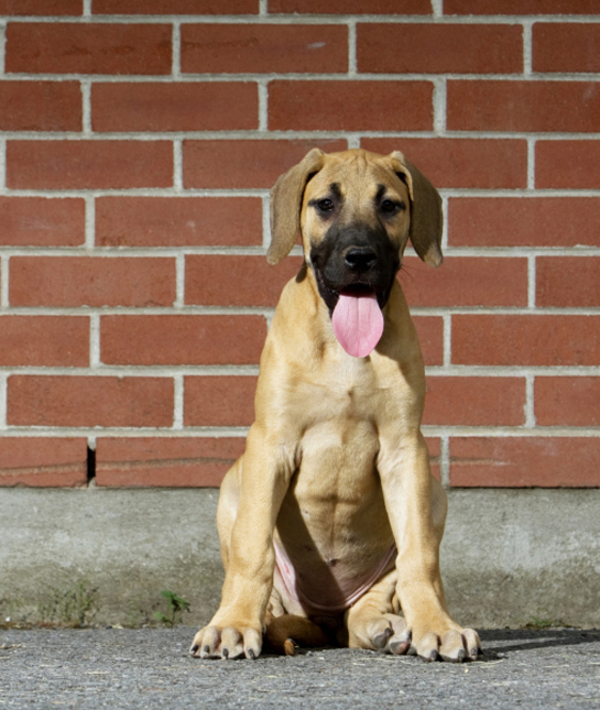 102456-great-dane-puppy.jpg