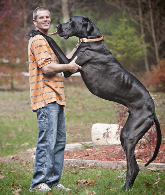102457-tallest-dog-zeus.jpg