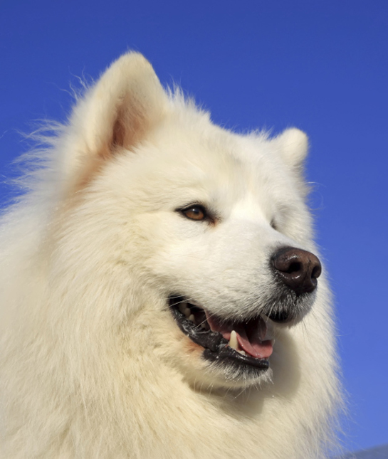 102468-samoyed-blue-sky.jpg
